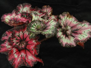 B Unnamed Rex (foliage) | [Grower: P Moyle]