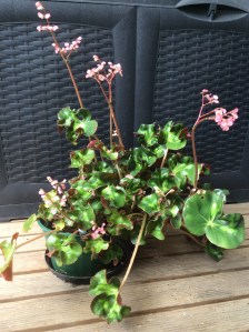 B.cathedral (Flowers) | [Grower: L Johnston]