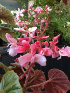 B.Scharffii (Flowers) | [Grower: L Johnston]