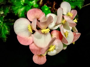 B Berkeley Lagoon (Flowers)