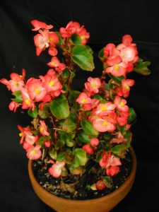 B Bicolour semp (Flowers)