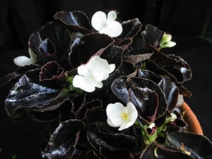 B Black 'n White (semp) (Foliage)