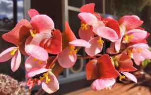 B Bundy Belle (Flowers)