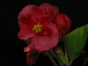 B Chance seeding (semp )(Flowers)