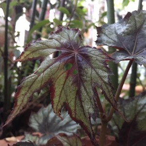 B Little Brother Montgomery (Foliage)