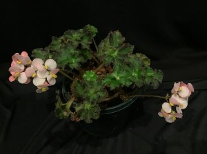 B 'Lota Rose' (Flowers)