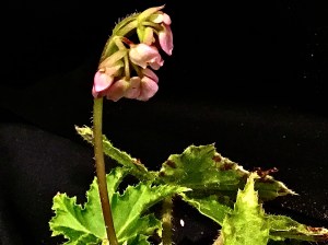 B One Day Cricket (Flowers)