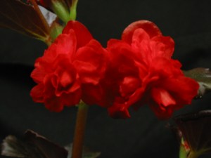B Red Camellia (Flowers)