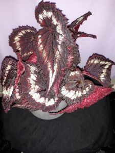 B rex 'Helen Lewis' (Foliage)