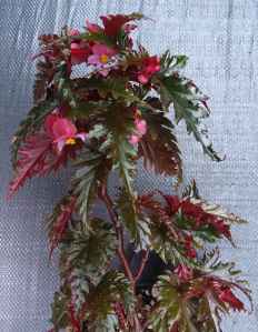 B serratipetala (Foliage)