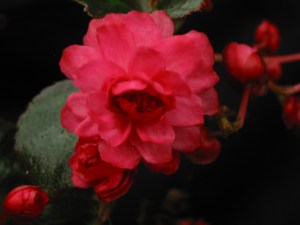 B Unnamed Rose Double (semp) (Flowers)
