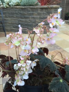 B. unknown (Flowers)