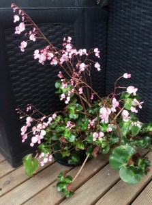 B. Cathedral (Flowers)