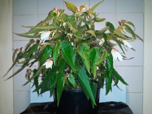 B Boliviensis Bossa Nova Pure White (flower)