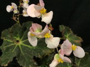 B Convention 2020 (Flower)