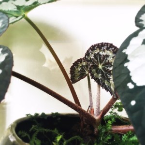 B Rex 'Putz' (foliage)