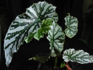 B Silver Beauty (cane) (foliage)