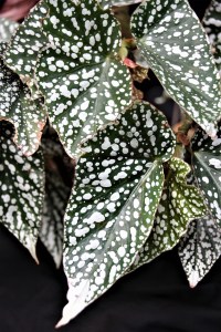 B 'Snow Capped' (Foliage)