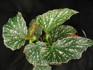 B Southern Aurora (cane) (foliage)