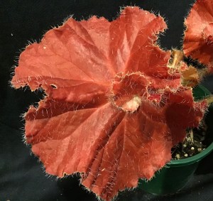 B Sweet Chilli (foliage)