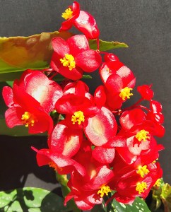 B Unknown (possibly torch variety) (Flower)