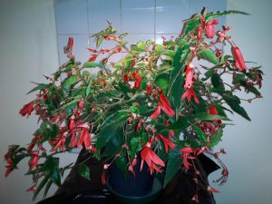 B Boliviensis Bossa Nova Red