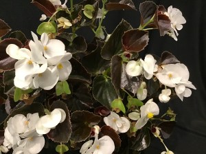 B Semperflorens White