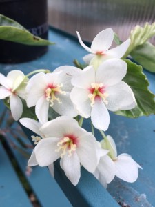 B solananthera scandent