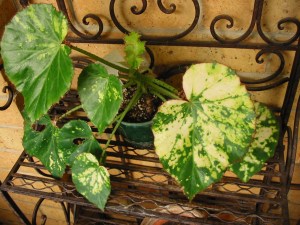 B. Aurio Manacata (rh)