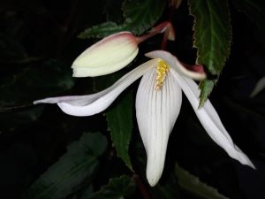 B Boliviensis Bossa Nova Pure White (flower)