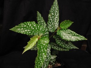 B Cane Seedling (foliage)