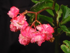 B Coconut Ice (semp) (flower)