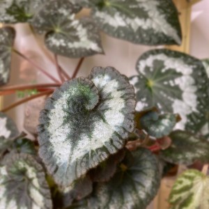 B ‘Escargot’ (foliage)