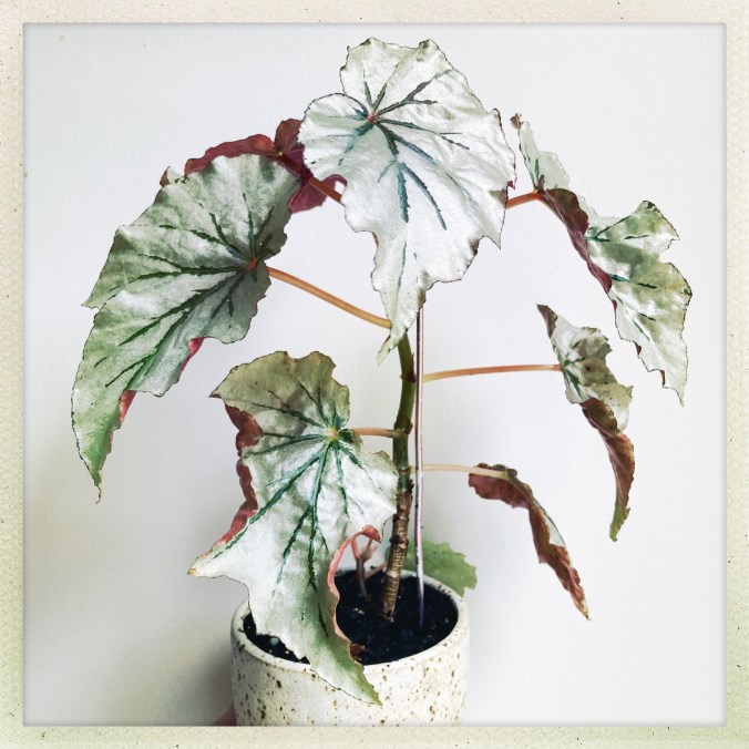 B ‘Looking Glass’ (foliage)