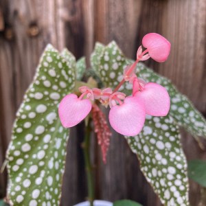 B ‘White Ice’ (flower)