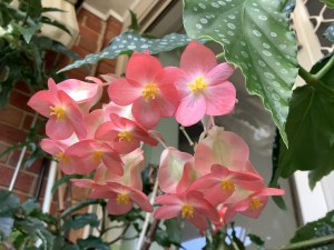 B maculata var elegentisima (flower)