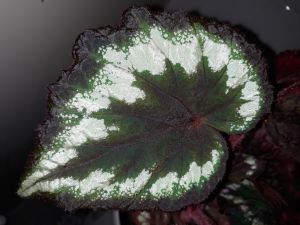 B Rex ‘Helen Lewis’ (foliage)