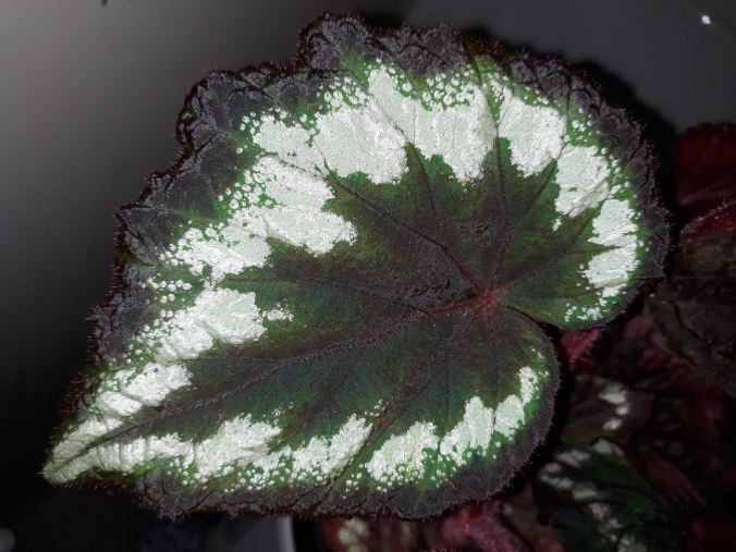 B Rex ‘Helen Lewis’ (foliage)