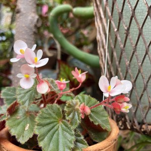 B schmidtiana (flower)