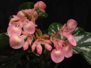 B Unknown Cane (flower)