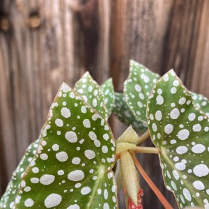 B 'White Ice' (foliage)