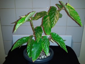 B 'White Showers' (foliage)