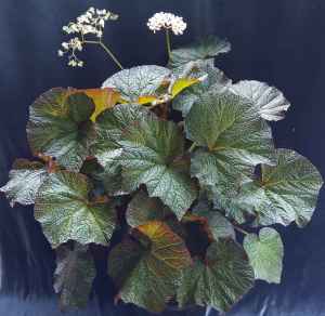 B Yorke's Serenata (foliage)