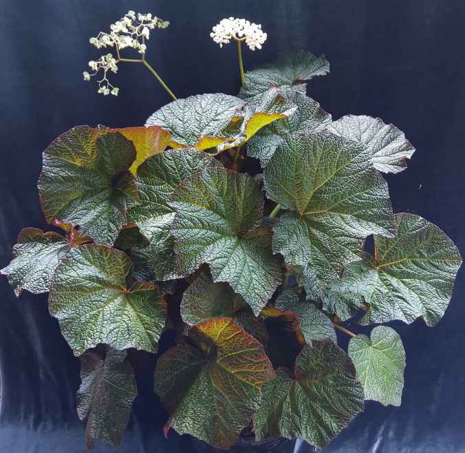 B Yorke's Serenata (foliage)