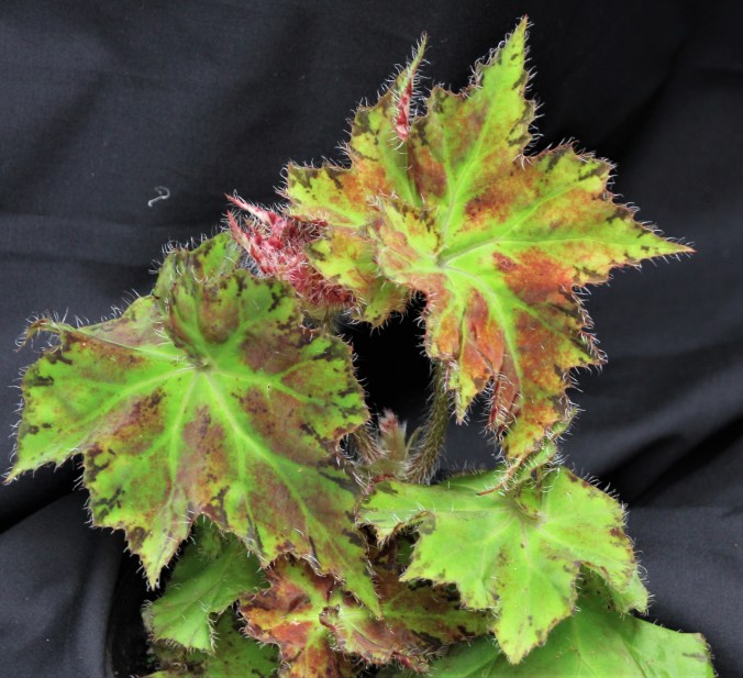 B. 'Amy Creaser' (foliage)