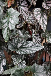 B. 'Garnet' (foliage)