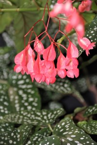B. 'Olei Silver Spot' (flower)