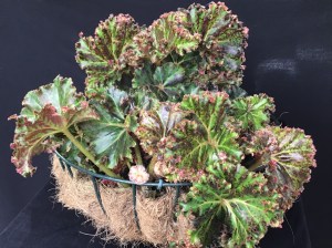 B. Ron Littlemore (foliage)