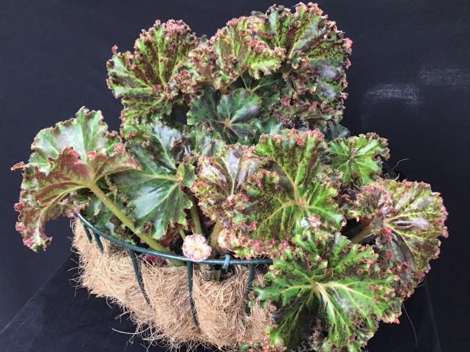 B. Ron Littlemore (foliage)