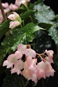 B. 'Silver Locket' (flower)